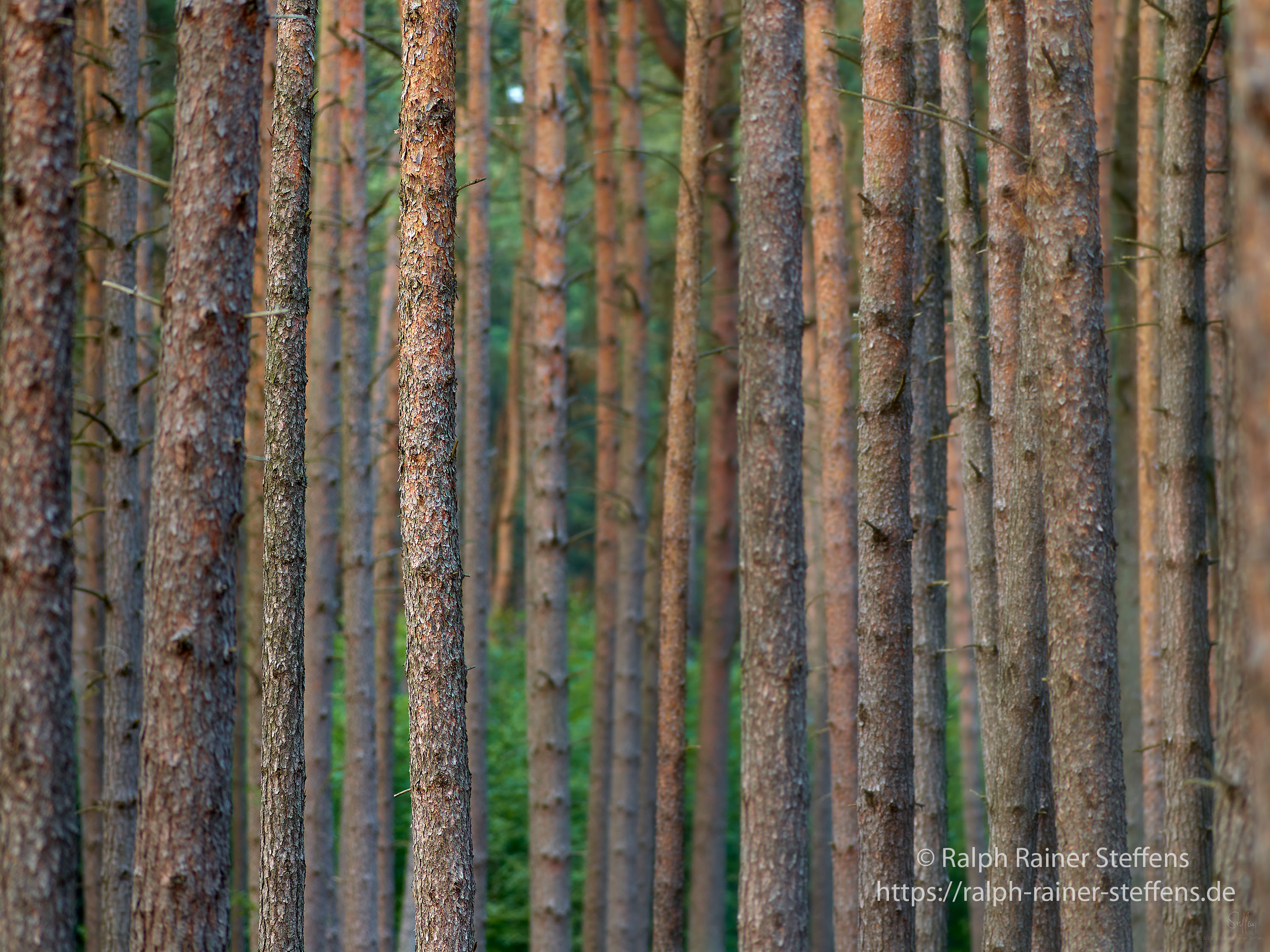 Holz I © Ralph Rainer Steffens